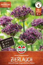 Premium Zierlauch atropurpureum