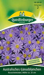 Quedlinburger Gänseblümchen Australisches blau