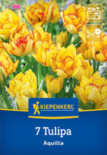 Mehrblütige Tulpe Aquilla
