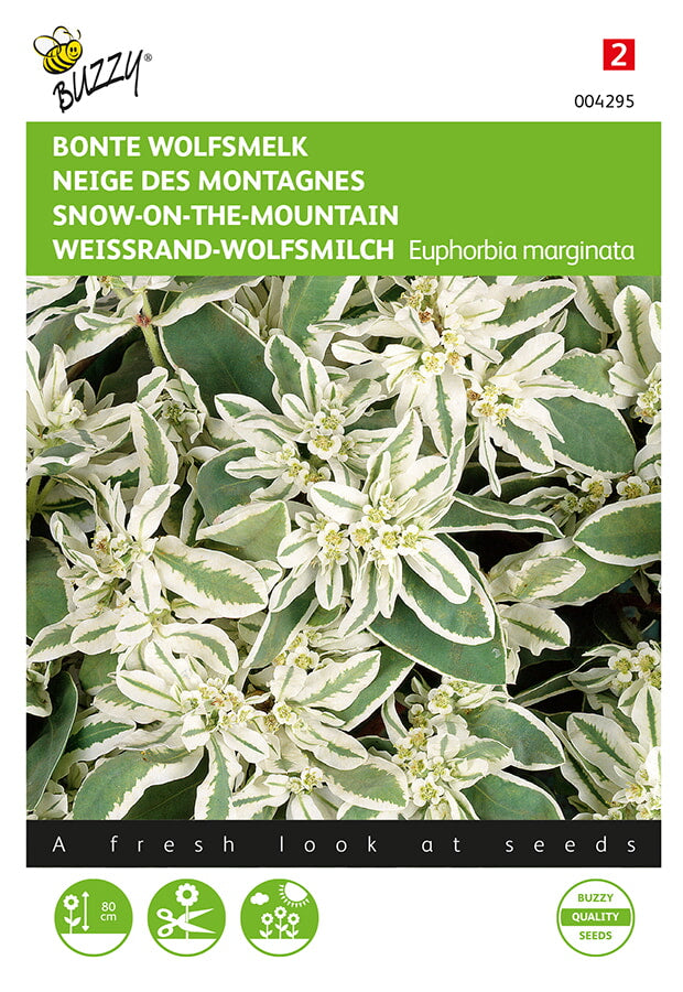 Buzzy Seeds Weissrand-Wolfsmilch