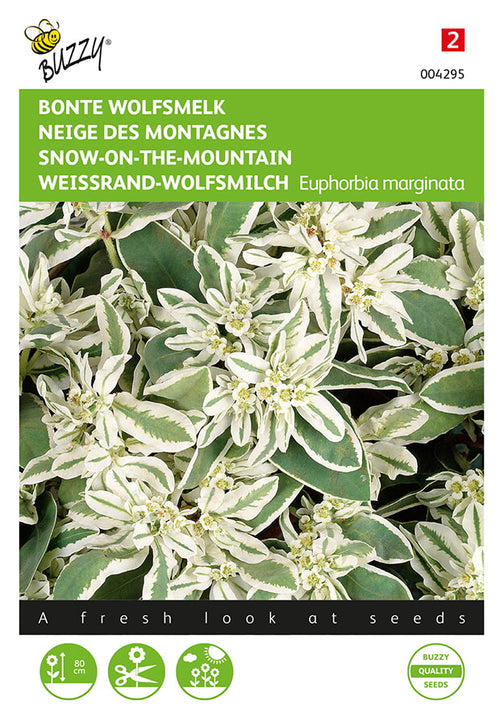 Buzzy Seeds Weissrand-Wolfsmilch