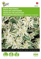 Buzzy Seeds Weissrand-Wolfsmilch