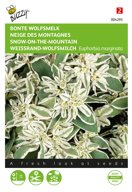 Buzzy Seeds Weissrand-Wolfsmilch