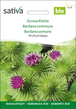 Sativa Arctium lappa Grosse Klette