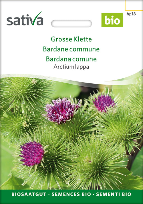 Sativa Arctium lappa Grosse Klette