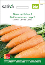 Sativa Karotte Riesen von Colmar 2