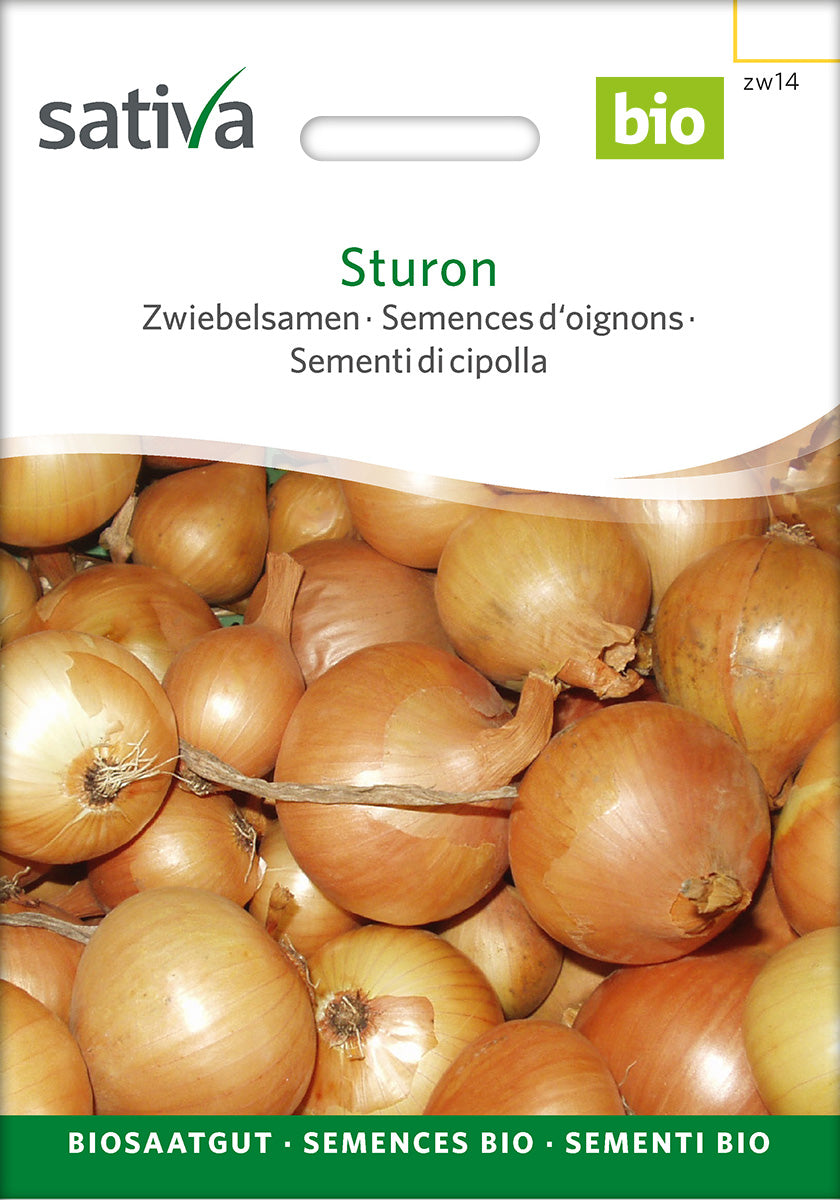 Sativa Zwiebelsamen Sturon