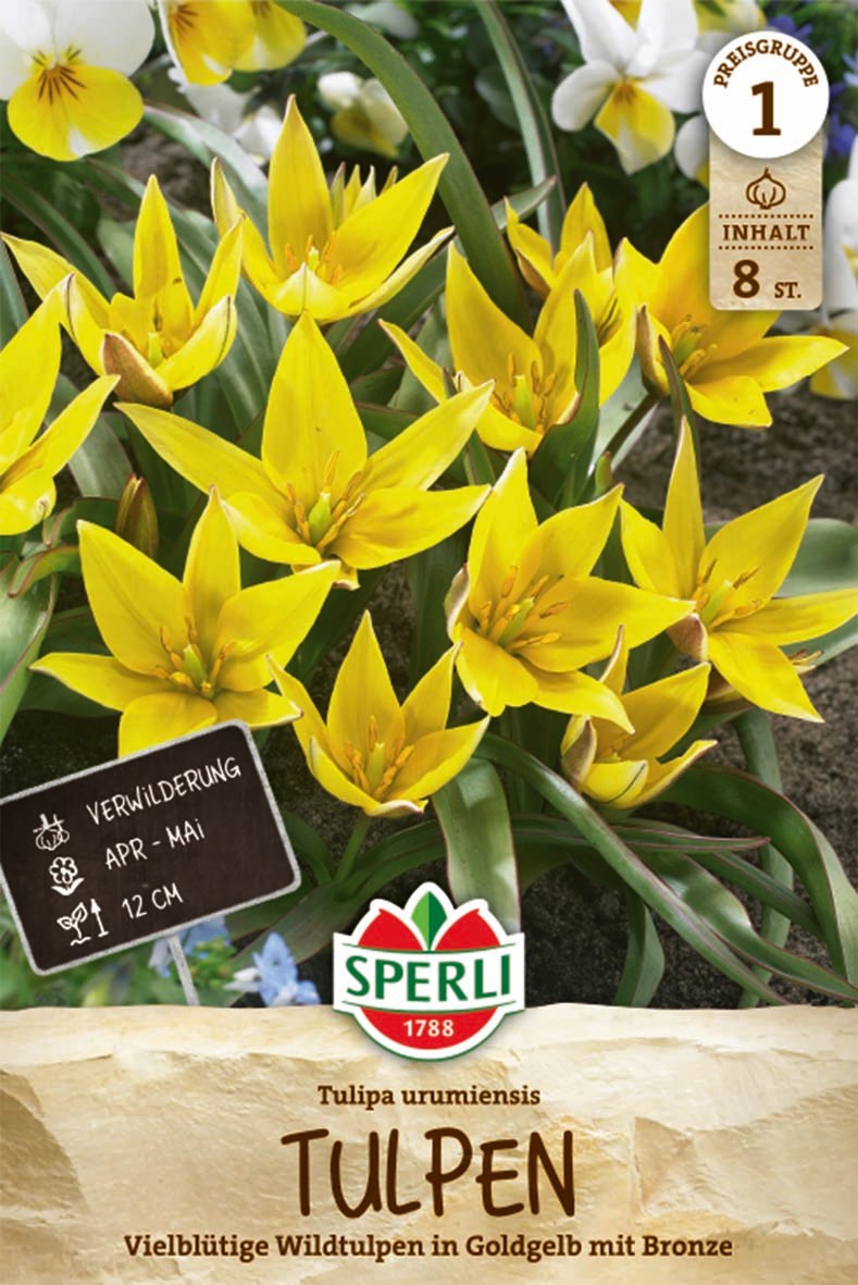 Wildtulpe urumiensis