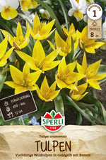 Wildtulpe urumiensis