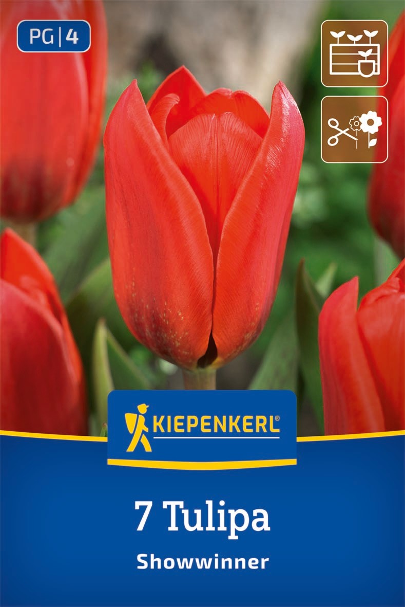 Kaufmanniana-Tulpe Showwinner