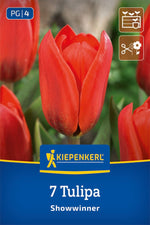 Kaufmanniana-Tulpe Showwinner