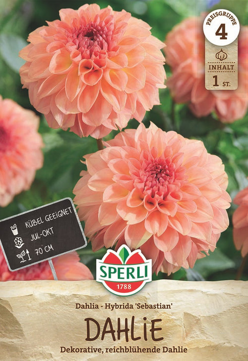 SPERLI Dahlie Sebastian