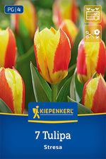 Kaufmanniana-Tulpe Stresa