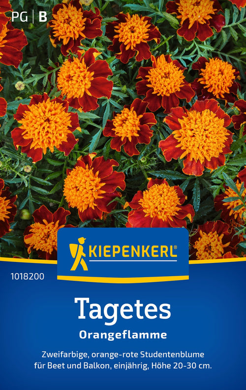 Kiepenkerl Studentenblumen Orangeflamme