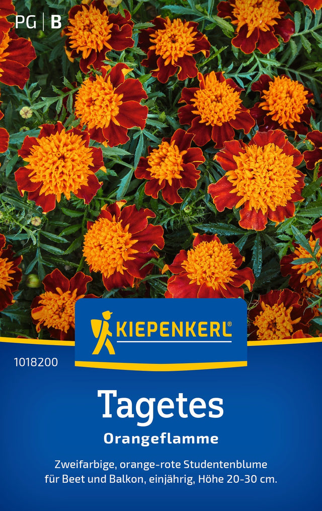Kiepenkerl Studentenblumen Orangeflamme