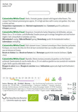 Sativa Bergminze Calamintha White Cloud
