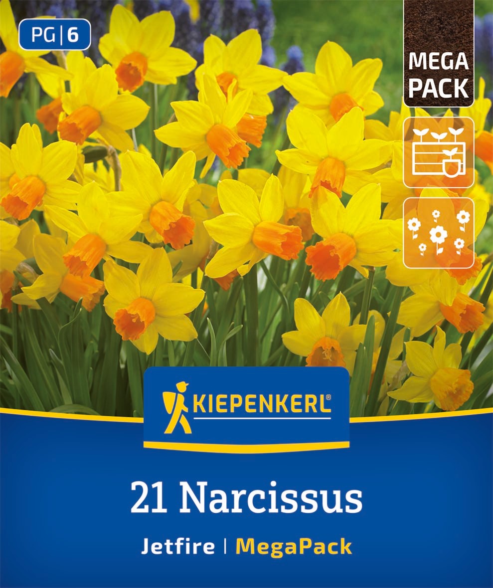 Mega-Pack Narzissen Jetfire
