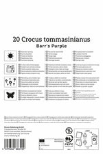 Botanischer Krokus Barr' s Purple