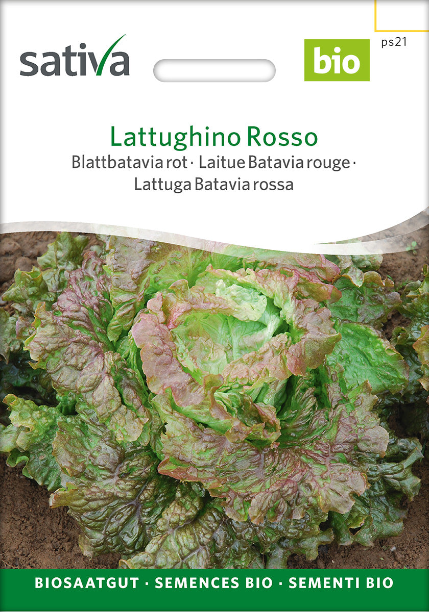 Sativa Blattbatavia rot Lattughino Rosso