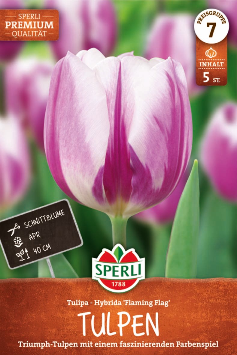 Premium Triumph-Tulpe Flaming Flag