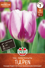 Premium Triumph-Tulpe Flaming Flag