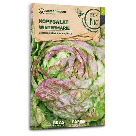 Samen Maier BIO Kopfsalat Wintermarie