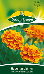 Quedlinburger Studentenblume Bonita Bolero