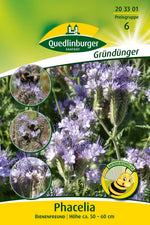 Quedlinburger Gründüngung Phacelia Bienenfreund