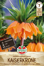 Kaiserkrone Aurora