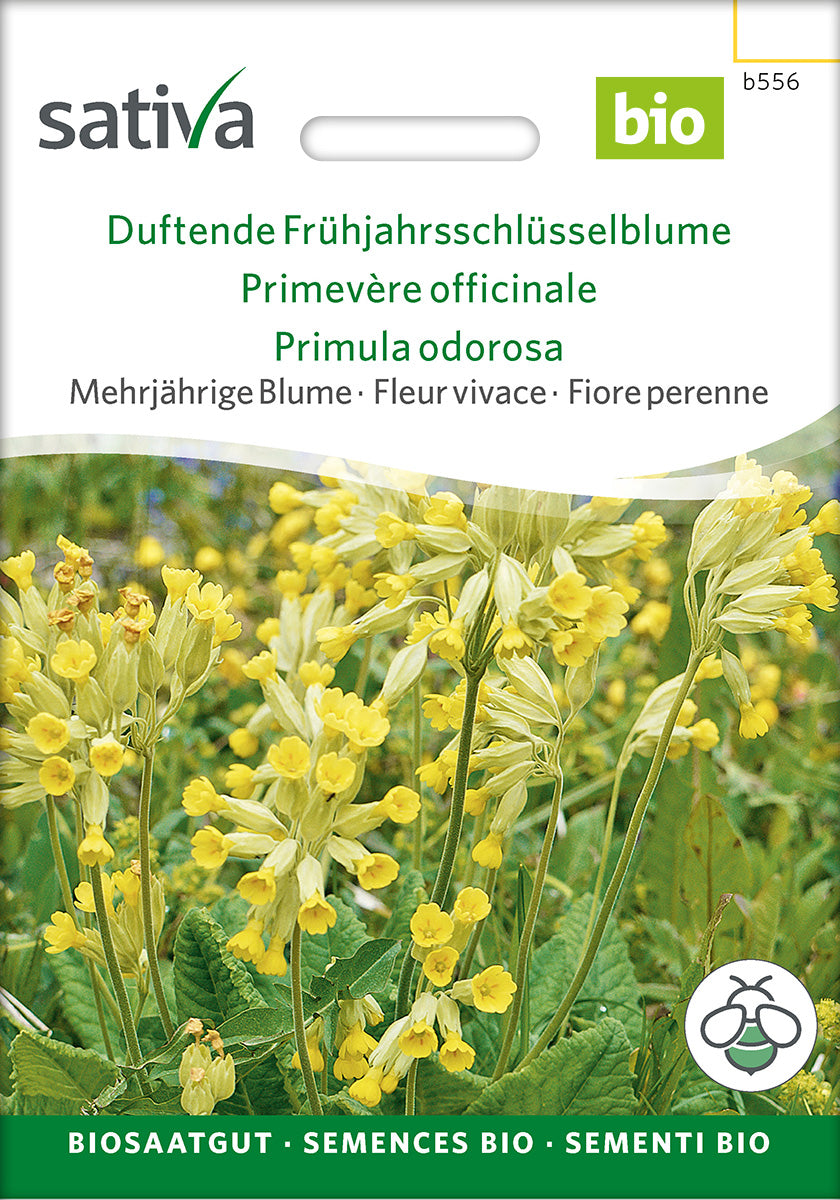 Sativa Duftende Frühjahrsschlüsselblume