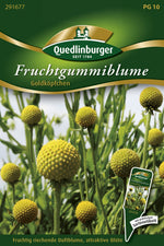 Quedlinburger Fruchtgummiblume  Goldköpfchen
