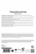 Traubenhyazinthe White Magic