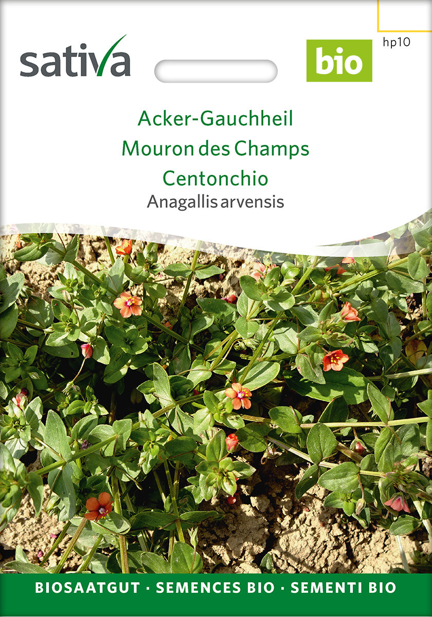 Sativa Anagallis arvensis Acker-Gauchheil