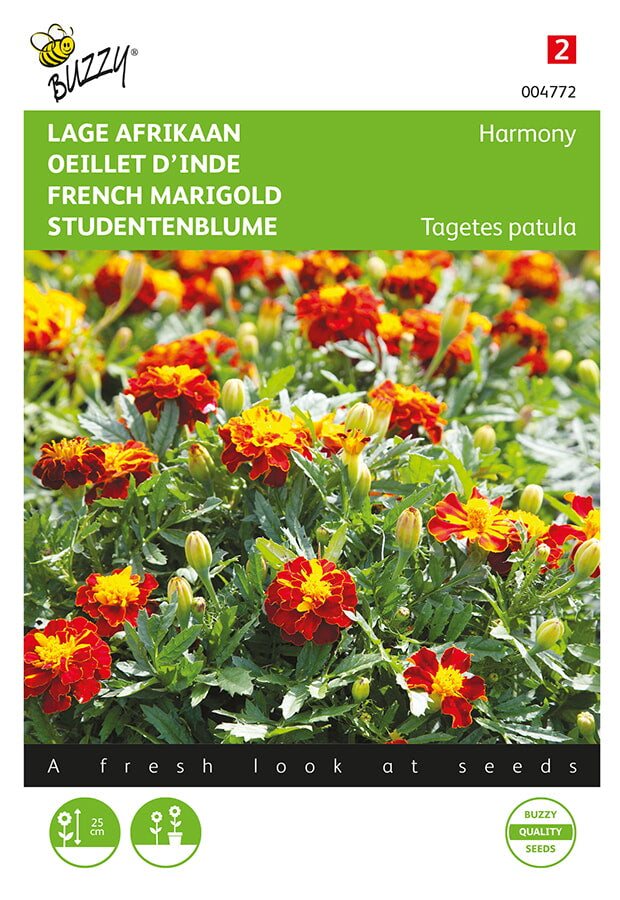 Buzzy Seeds Studentenblumen Petite Harmony