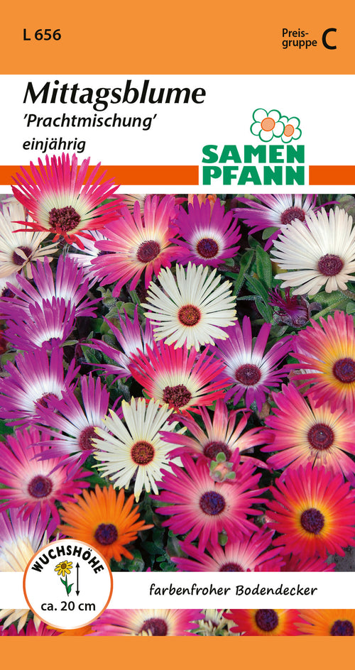 Samen Pfann Mittagsblume Prachtmischung