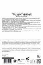 Armenische Traubenhyazinthe