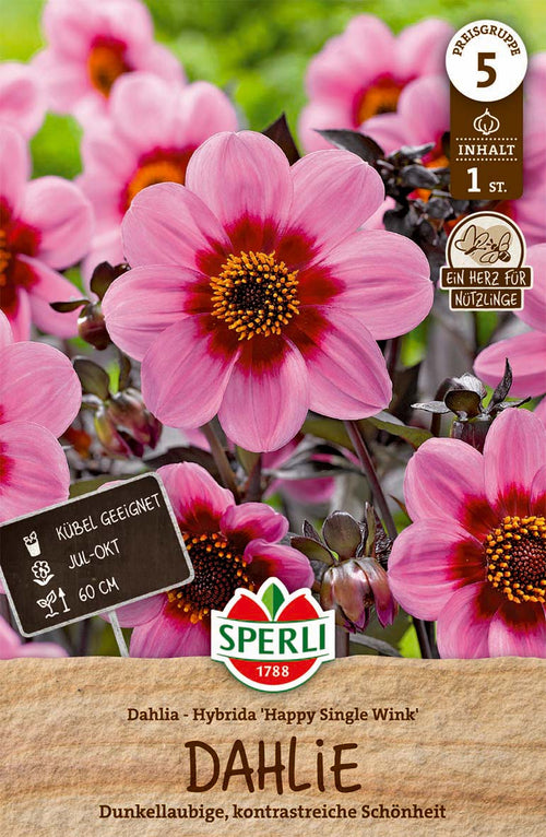 SPERLI Dahlie Hs Wink