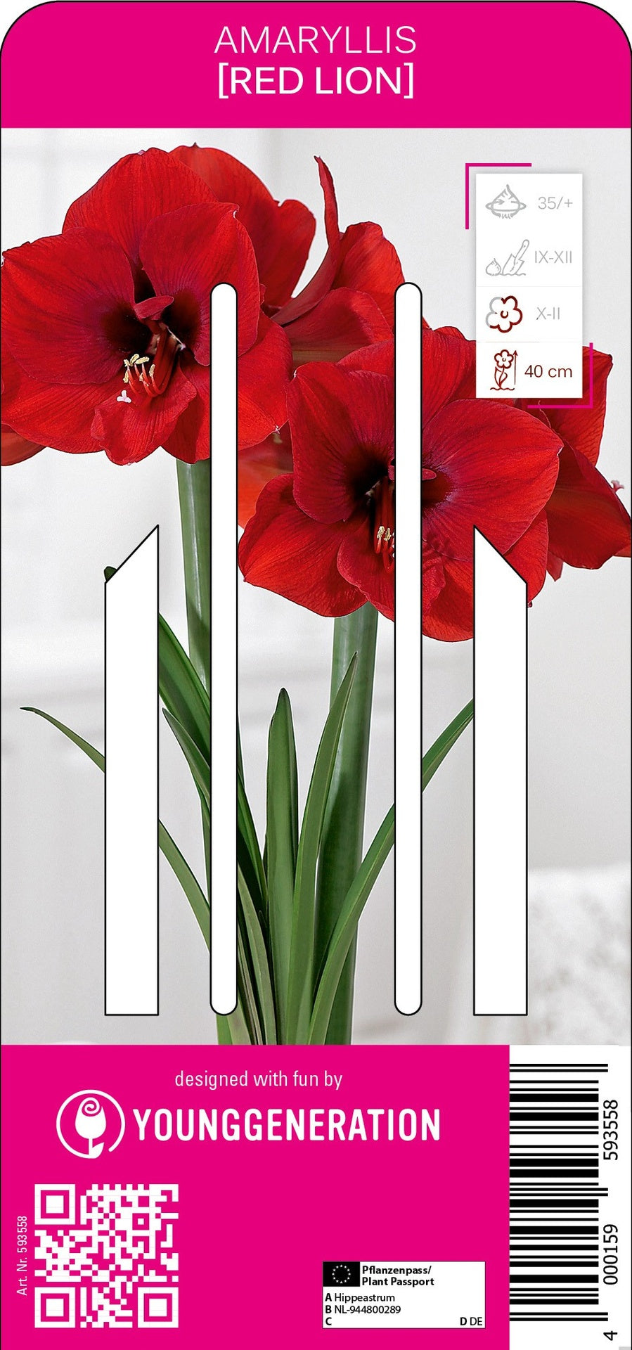 Amaryllis Red Lion