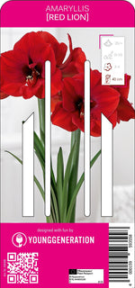 Amaryllis Red Lion