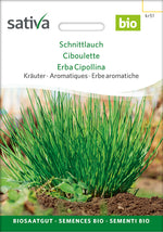 Sativa Schnittlauch