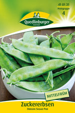 Quedlinburger Zuckererbse Oregon Sugar Pod