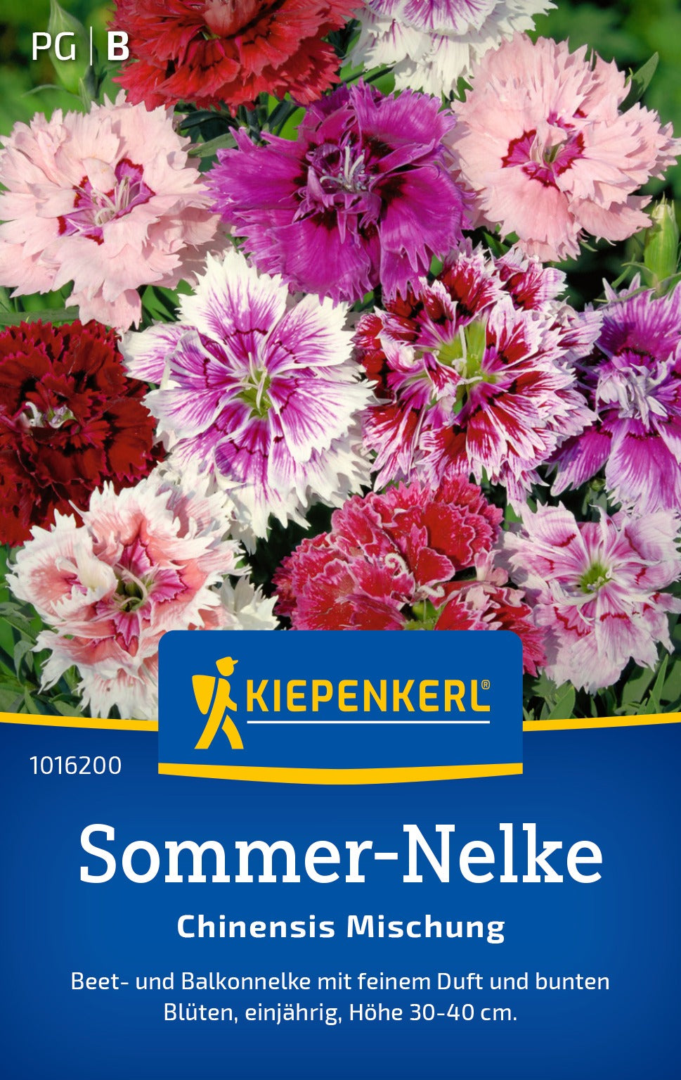 Kiepenkerl Sommernelken Chinensis Mischung