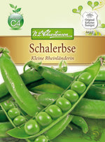 N.L. Chrestensen Schalerbse Kleine Rheinländerin