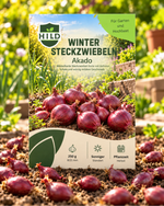 HILD Wintersteckzwiebel Akado 250 Gramm