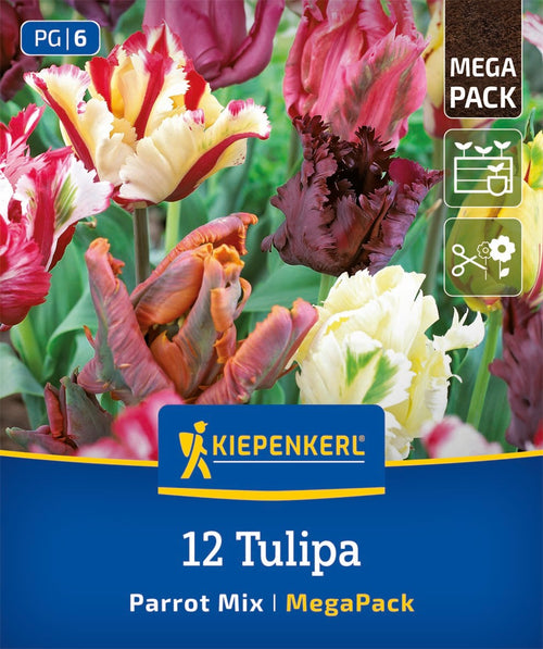 Mega-Pack Papageien-Tulpen Mischung