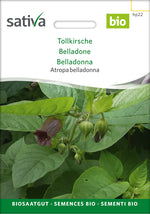 Sativa Atropa belladonna Tollkirsche