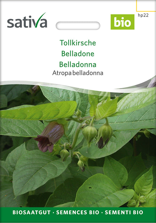 Sativa Atropa belladonna Tollkirsche
