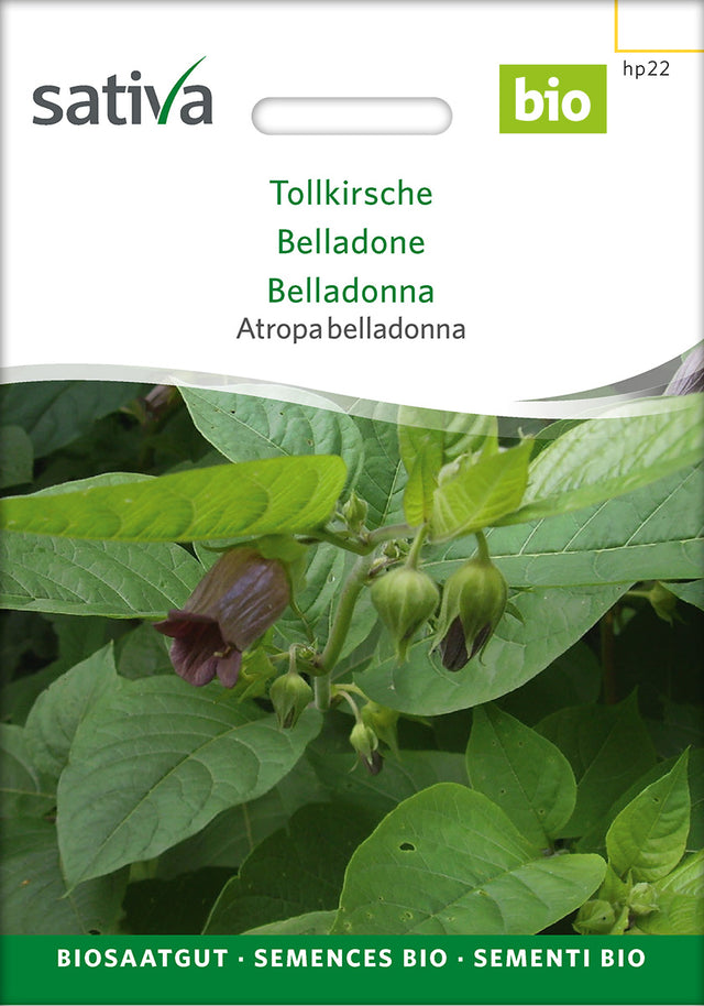 Sativa Atropa belladonna Tollkirsche