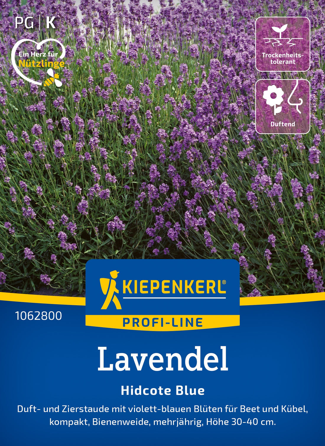 Kiepenkerl Lavendel Hidcote Blue