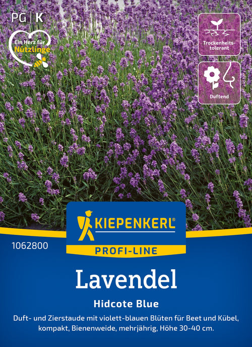 Kiepenkerl Lavendel Hidcote Blue